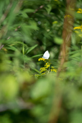 motyl © Frank Myonk