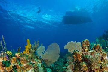 A boat has moored up above a tropical coral reef in Grand Cayman in the Caribbean to drop off scuba divers. The warm blue water is home to many species of hard and soft coral