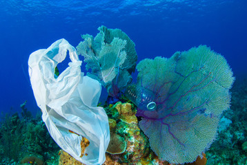 trash that has been dumped into the ocean has found its way onto the reef where it will damage...