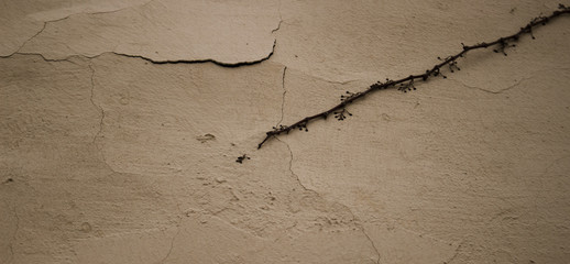 Wall. Concrete beige wall with a plant.