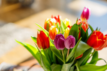 Colorful tulips in the sunlight