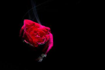 Smoke coming out of a red rose in the left corner of the frame on a black background - obrazy, fototapety, plakaty