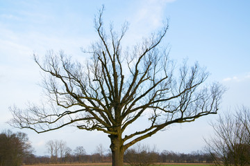 Empty tree in front of blue sky taken on a resting place near the city of Siegen