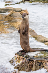 Isolated Otter Standing Up