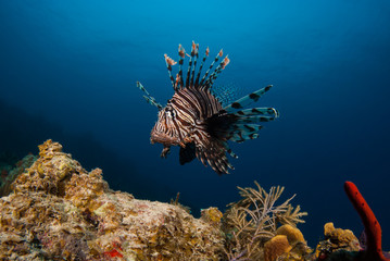 Fototapeta na wymiar An invasive lionfish in the Caribbean is stalking its prey for its next meal. This invasive species is causing damage to the environment by eating local fish stocks too much