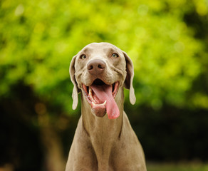 Weimaraner dog outdoor portrait with mouth open and tongue out