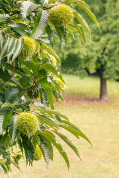 close-up of sweet chestnut tree with chestnuts in husks