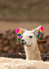 Andes region Bolivia lama closeup © Agatha Carr