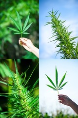 Large leafy plant Cannabis Marijuana Buds Set of four photos