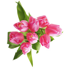 bouquet of pink tulips