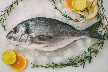 Sea gilt-head bream fish on ice with rosemary, lemon, orange and lime. Fresh Orata, Dorade fish on kitchen table.