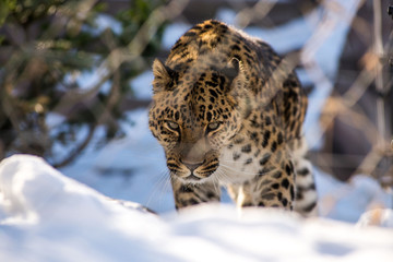 Fototapeta premium far Eastern leopard in winter the predator is a dangerous animal