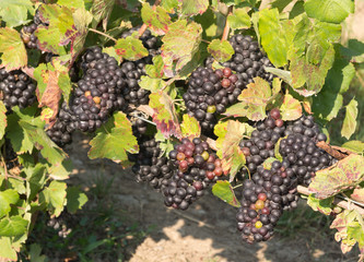 Clusters of grapes in Vineyard