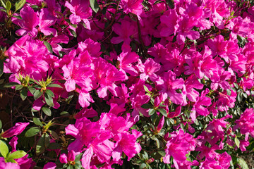 Azaleas in bloom 