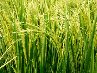 Paddy fields in the summer.