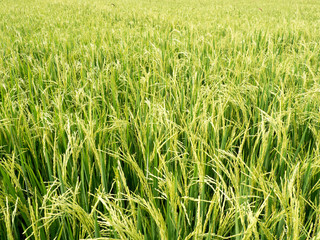 Paddy fields in the summer.