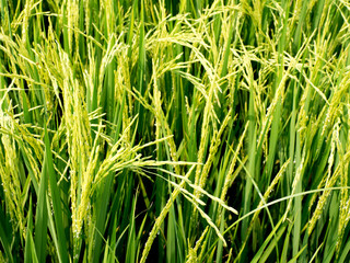 Paddy fields in the summer.