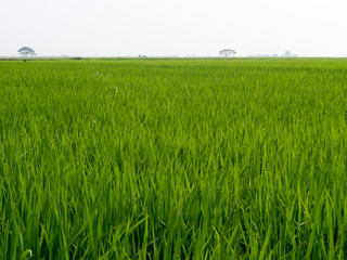 Paddy fields in the summer.