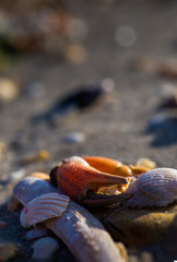 Treibgut