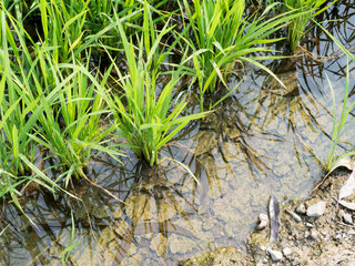 Paddy fields in the summer.