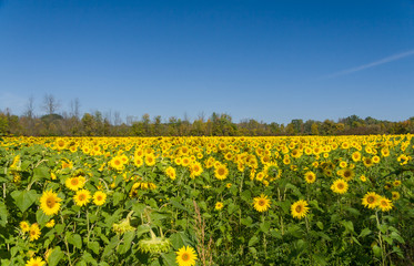 Field of Flowers