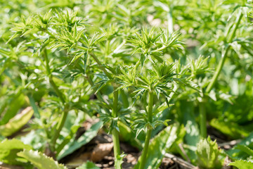 Culantro tree or Long coriander in the vegetable garden