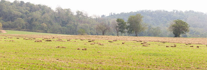 Naklejka na ściany i meble Panorama view of green fields in farmland