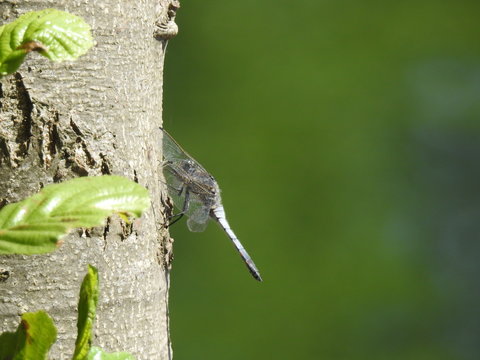 Dragonfly on a trunk