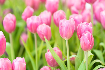 Pink tulips in the garden