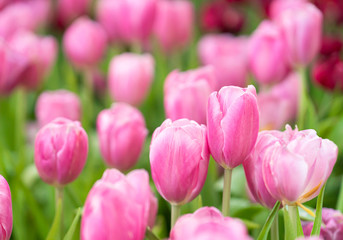 Pink tulips in the garden