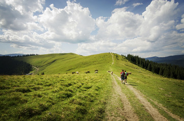 tourists are hiking in the mountains with cows