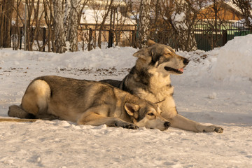 Beautiful male and female of Saarloos wolfhound in winter park
