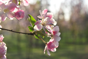Obraz premium Chinese flowering crab-apple blooming