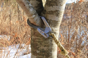 樹木の枝に取り付けられたフック