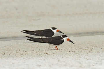 Black Skimmers