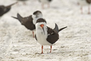 Black Skimmers