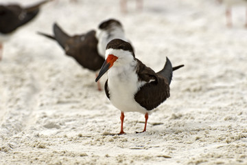 Black Skimmers