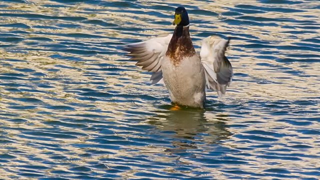 Mallard Duck Flapping Wings Slow Motion 1000fps