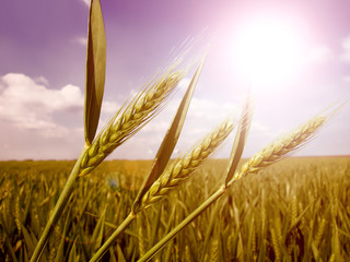 green wheat field