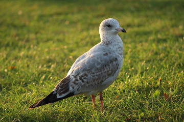Seagull strolling in the park of Niagara Falls in USA