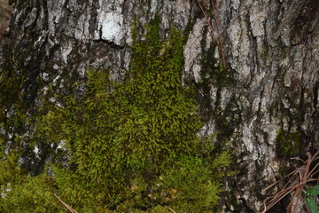Mossy Bark