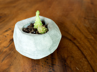 Cactus on the wood background.