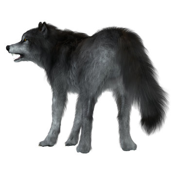 Dire Wolf Tail - The Dire Wolf was a prehistoric carnivore that lived in North and South America during the Pleistocene Period.