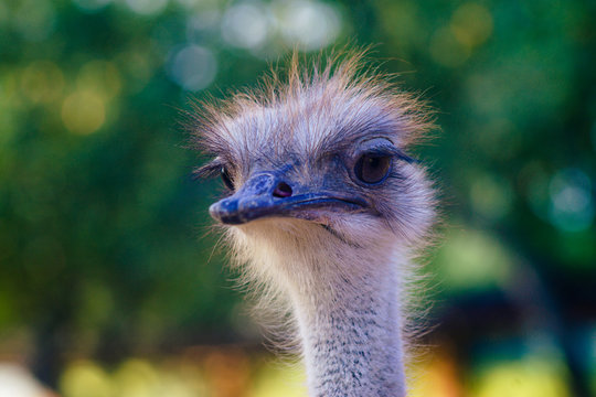 Attentive view of an ostrich with a blurred background