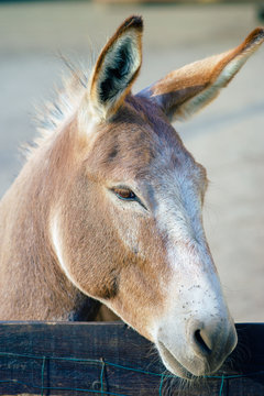 young donkey on a sunshine