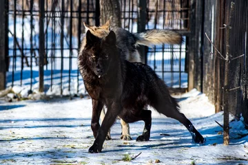 Foto op Plexiglas zwarte wolf in de sneeuw © suvorovalex
