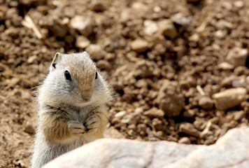 Ground Squirrel