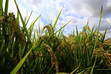 The autumn rice fields