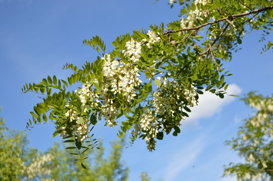 Branch of the flowering acacia tree on the background of the sky