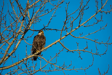 a juvenile bald eagle hiding behind tree branches under the blue sky